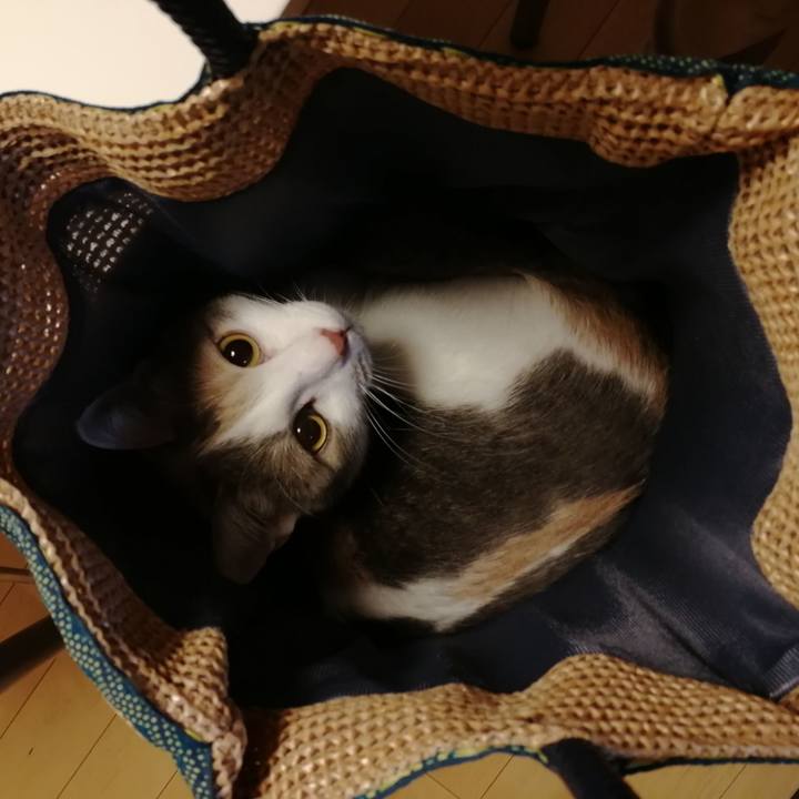 A67bc6a7 5a21 42a3 ad3b 0962cffe83a1 1551274991502