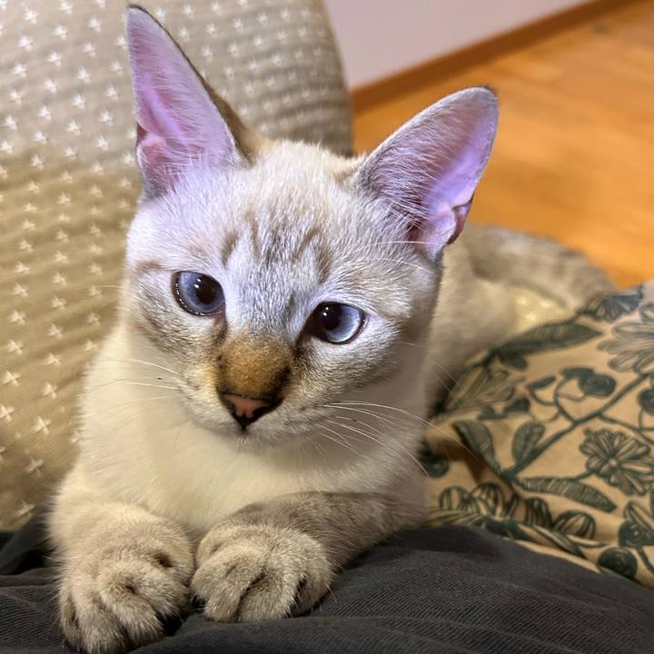 A67c207b cbf6 4ceb 95af c44903267551 1728998305015