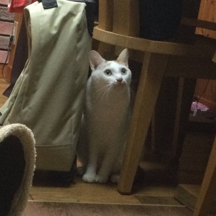 A6833a32 ec0e 496d bbff d92c88aa4125 1634567068400