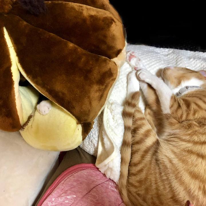 A688a6cd 7f2d 474f b35d fb4292c97fef 1550822456520