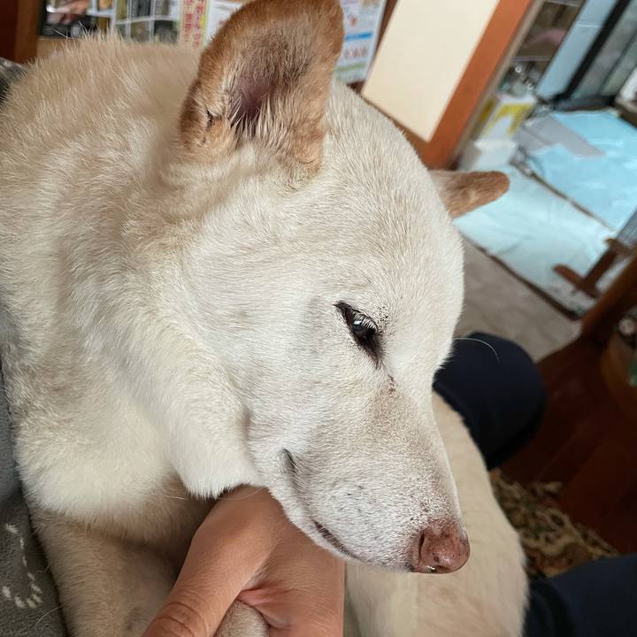 A68c98c6 1d8d 44f2 a279 410c5577cab4 1637329684965