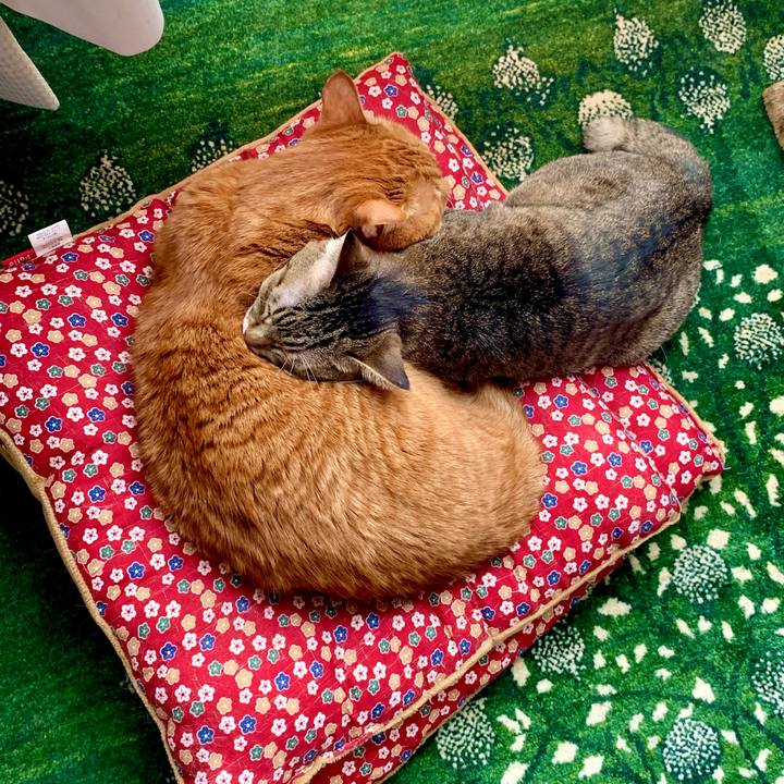 A68d793c 29ef 4927 85d4 6606ebd843c8 1638754784138