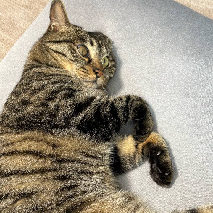 A68dcbe5 4aa3 412c 8023 50716b04c538 1782095272178