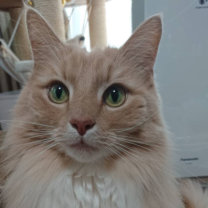 A68f8f5a 0722 4a30 be49 a6bad7343166 1587951227339