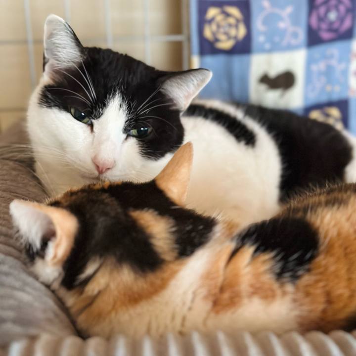 A68ff8d1 6383 4b82 8312 48408d5709c4 1711244867228