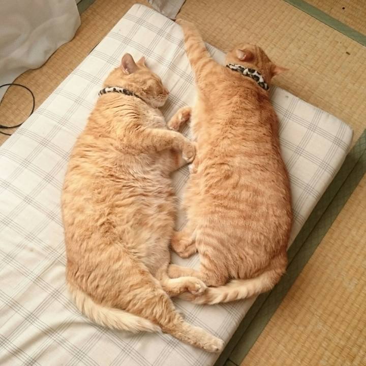 A6958bd4 0eba 4f14 b2e1 336864b17116 1535434980942