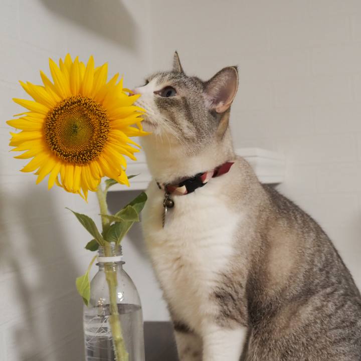 A6981322 a787 4e2e aecf 1104f8b804c2 1597052443507