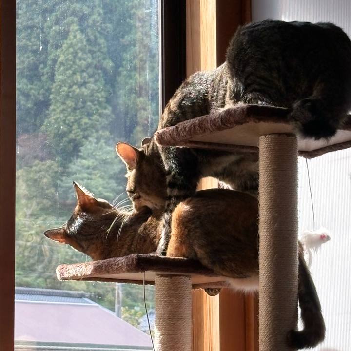 A698ced0 a9ff 4481 b23d ba76c0ee9812 1762904188534