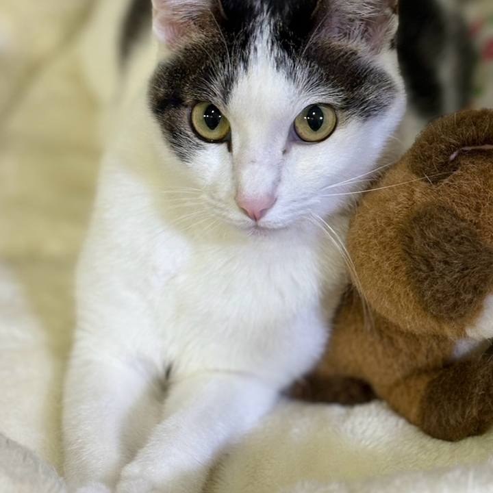 A69921d3 a26f 4521 b3fc e4da98b4f488 1765630297391