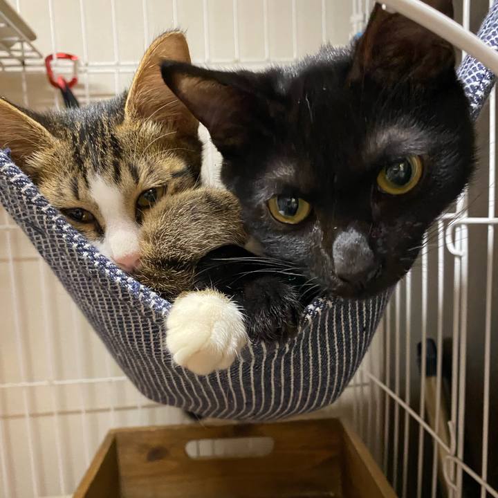 A69a1090 155b 40cc 9a5e 2b495d7a12f5 1633764757358