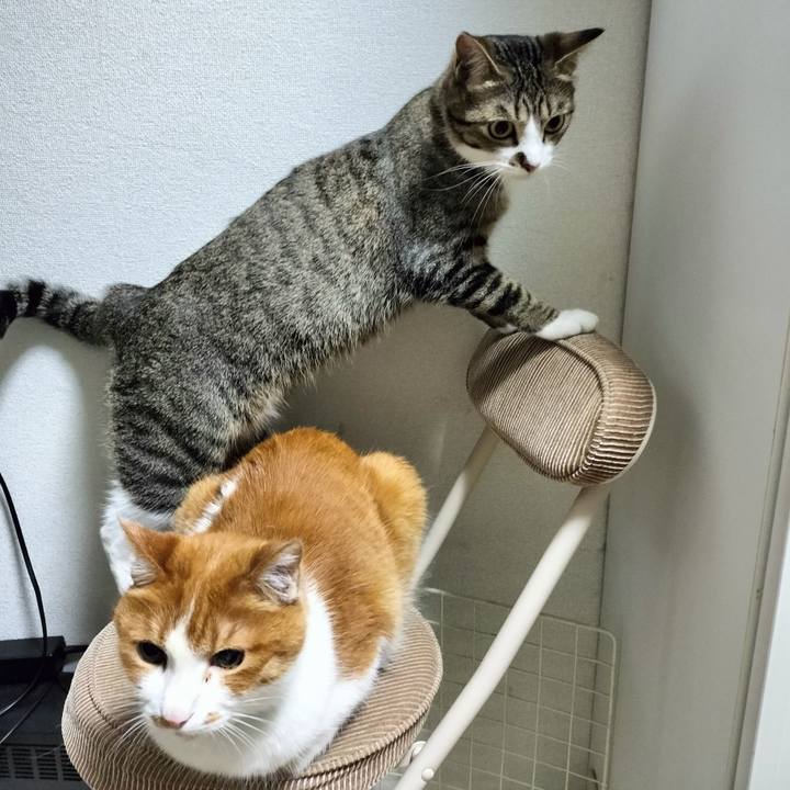 A69be0c2 2151 41a9 90a4 9369f89a131d 1689166411000