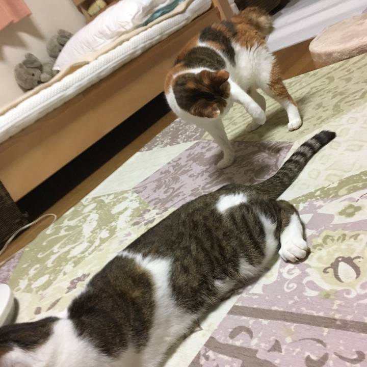 A69cc898 8c80 42d8 903b df848e33f0f9 1539171833187