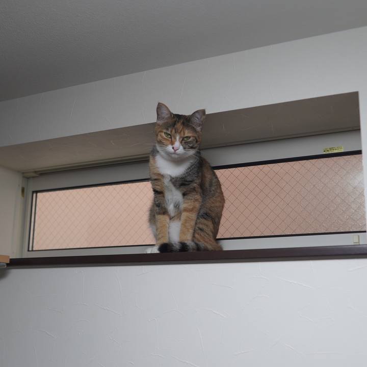 A69d148e 463f 4a6a 9588 8066b3128fcf 1596592428450