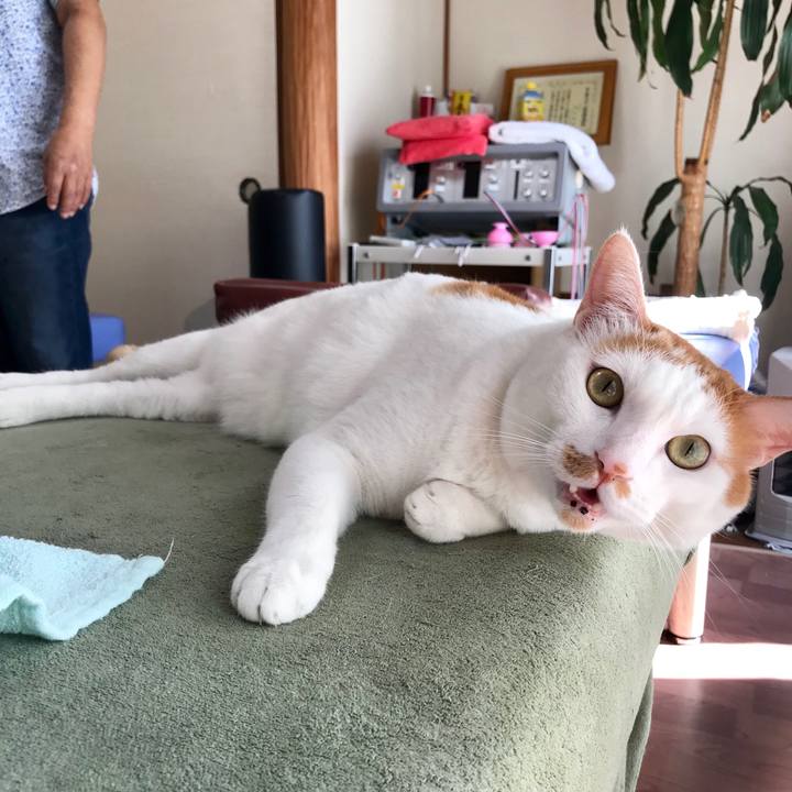 A69f2759 fe8f 4392 8808 86bc3dce8647 1537616723865