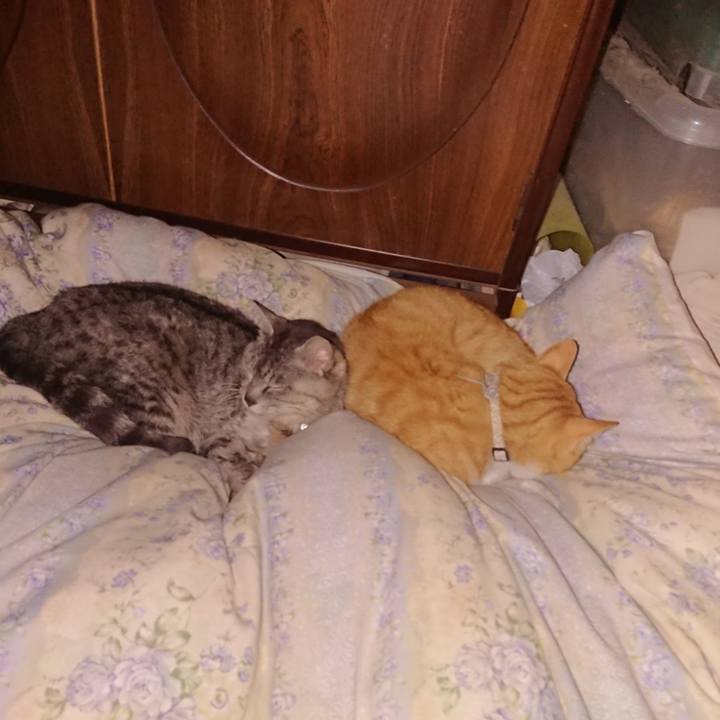 A6a0c19c 1b14 4a92 855e d54f9bb24fcd 1590763843467