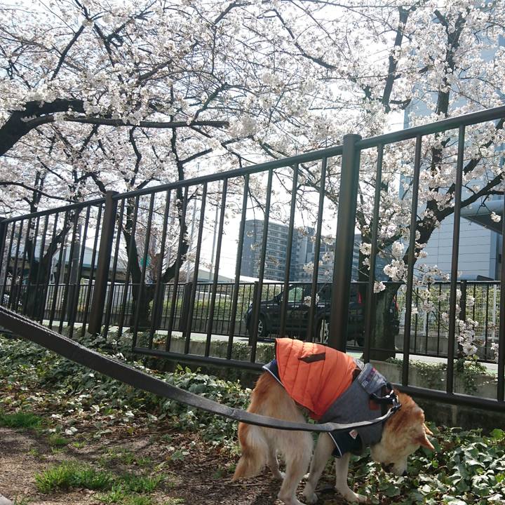 A6a42aa0 65c7 4325 9bbe 618eeb9ac49e 1521854856025