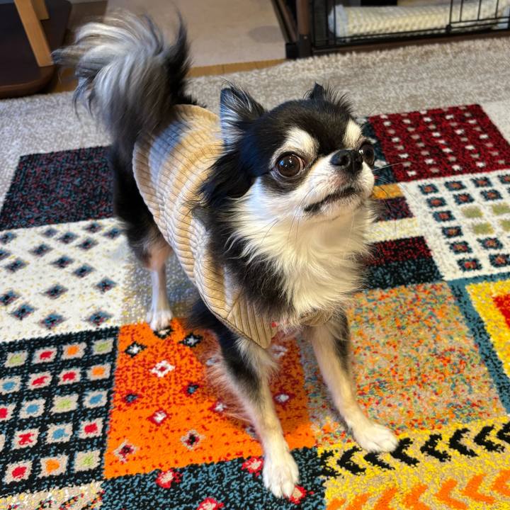 A6a70f9f 9537 4090 ab4b 41683b7d949b 1732378359049