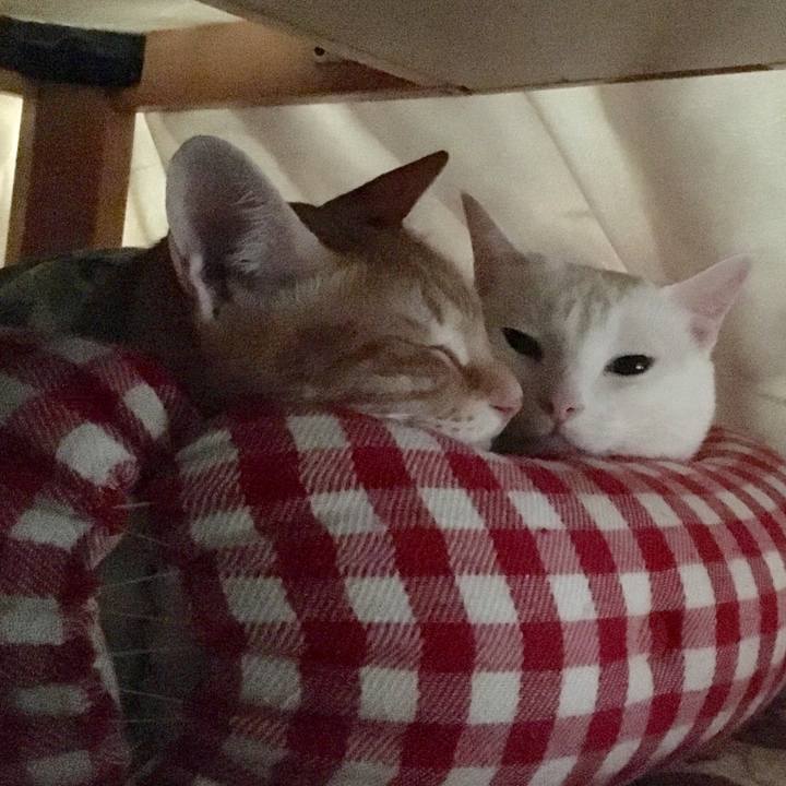 A6a81ecb 774b 4877 8e45 eaacee9d3c02 1511330952298