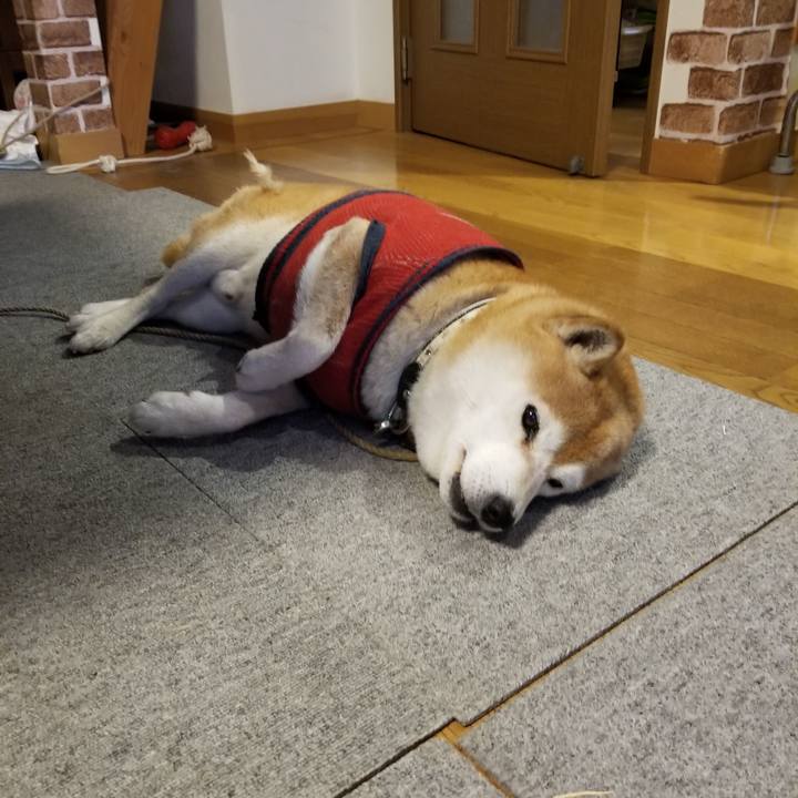 A6a8dec5 5b2d 4417 995f 92890582d8d6 1610063557529