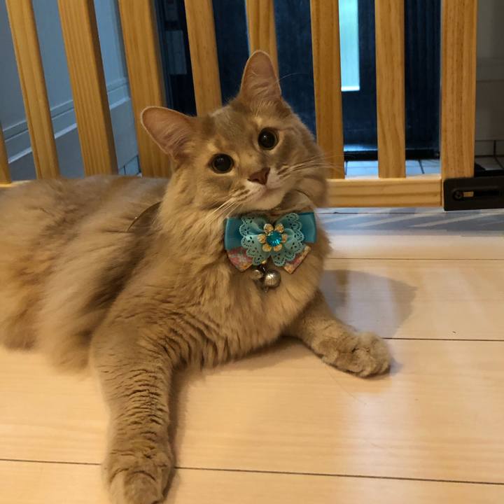 A6a95013 89f9 4d60 a9f4 a33529ecf941 1618361768697