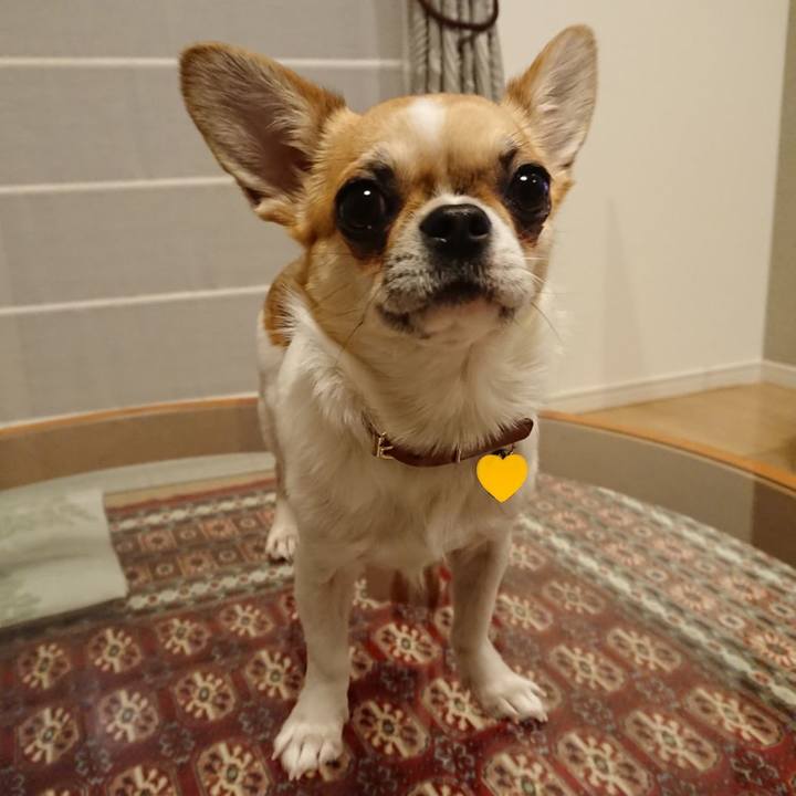 A6a9f4f3 90fc 40ab 8854 5e338f0cdb49 1549445543803