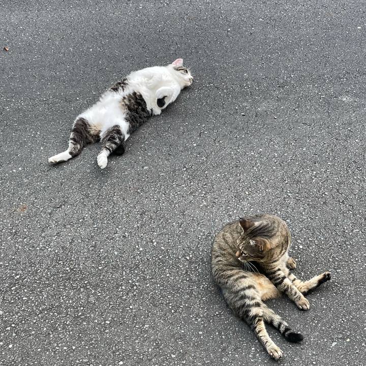 A6aa1e18 1967 438b 8b35 063b5a8741e4 1632559310768