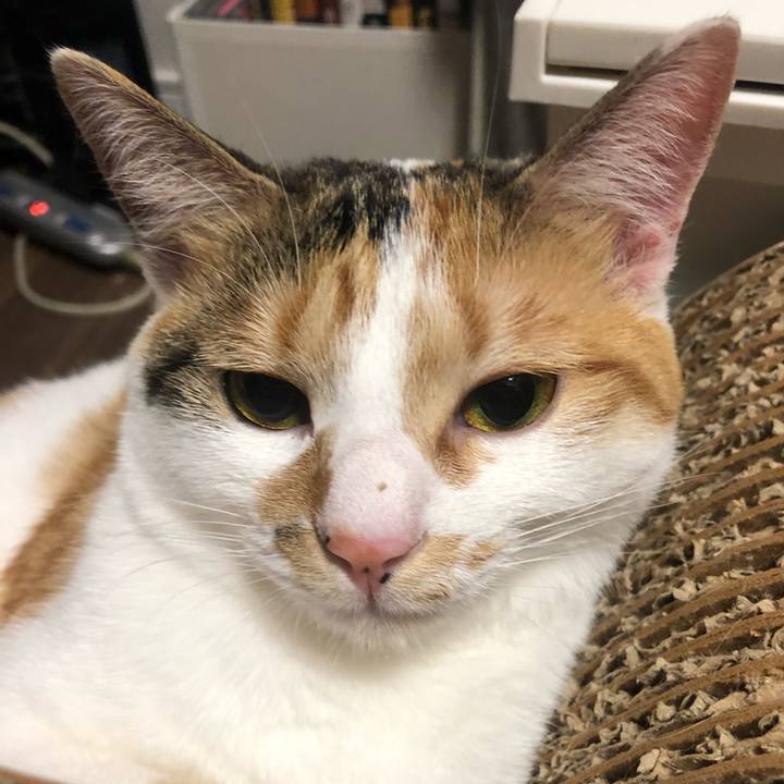 A6ab2e15 39bb 4145 8f59 b33adfe893e9 1590331323383