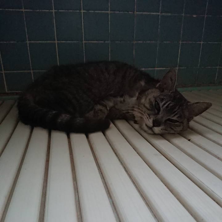 A6ac4ed3 f23b 4f84 9325 7fbcf81e517a 1591298889976