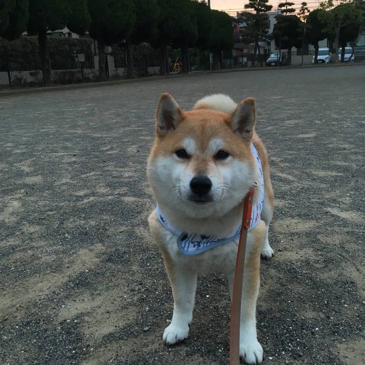 A6ac9366 c5c3 4f9e 8b60 c65728a09d4d 1557482174890