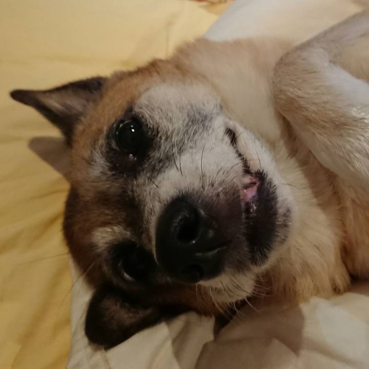 A6aeb96e 4055 4ff6 bae5 a6f942ea292d 1538477087071