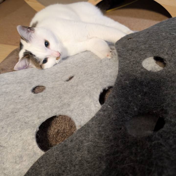 A6afc3fe 0cf7 4526 a742 675977da3d1c 1746802151251