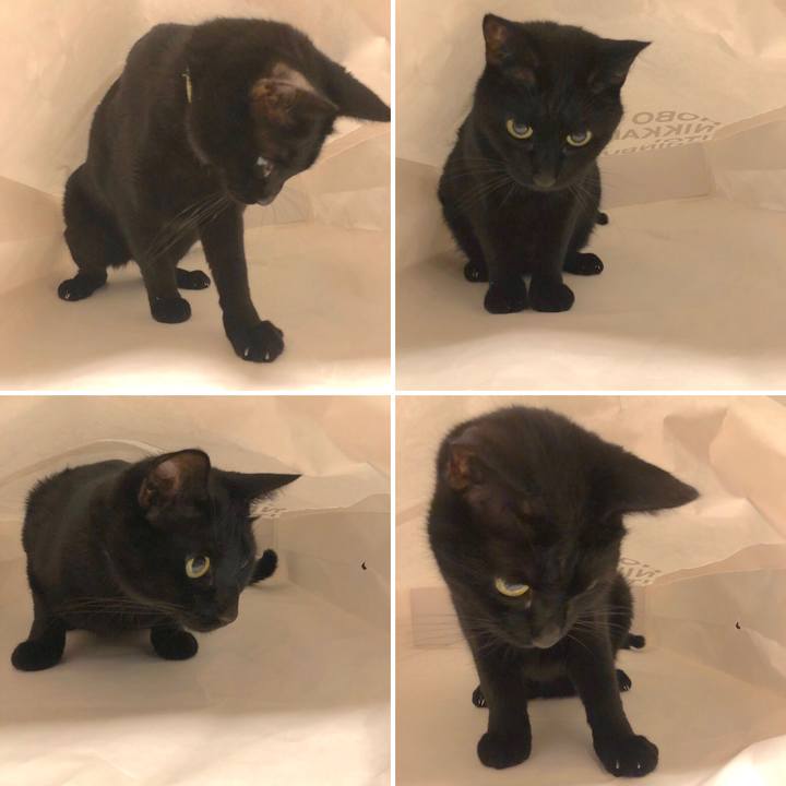 A6b0a603 205f 4f61 8e5f 0bb759db1249 1545573654009