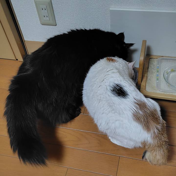 A6b20273 a998 4806 9f65 9989ff8cfeff 1733543641060