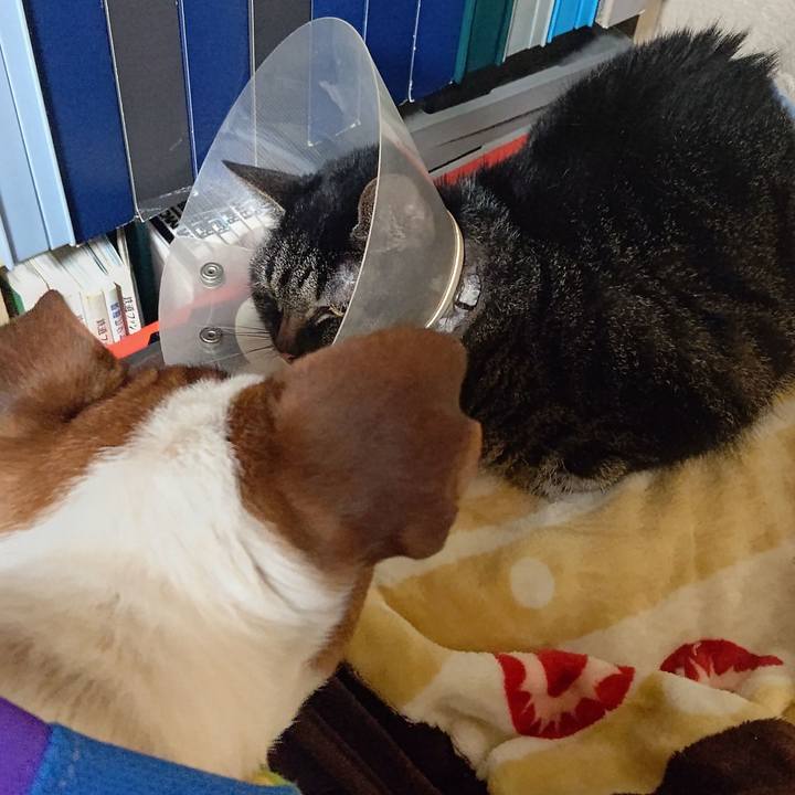 A6b45812 1a77 4030 bc70 bc50de19067f 1646439433399