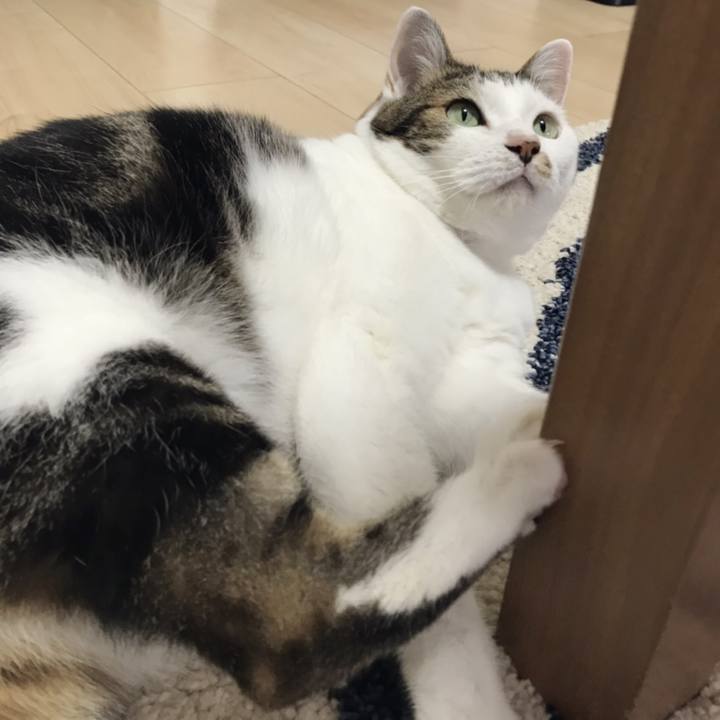 A6b48288 8a3b 4002 9992 1e9d9eee657d 1568614687425