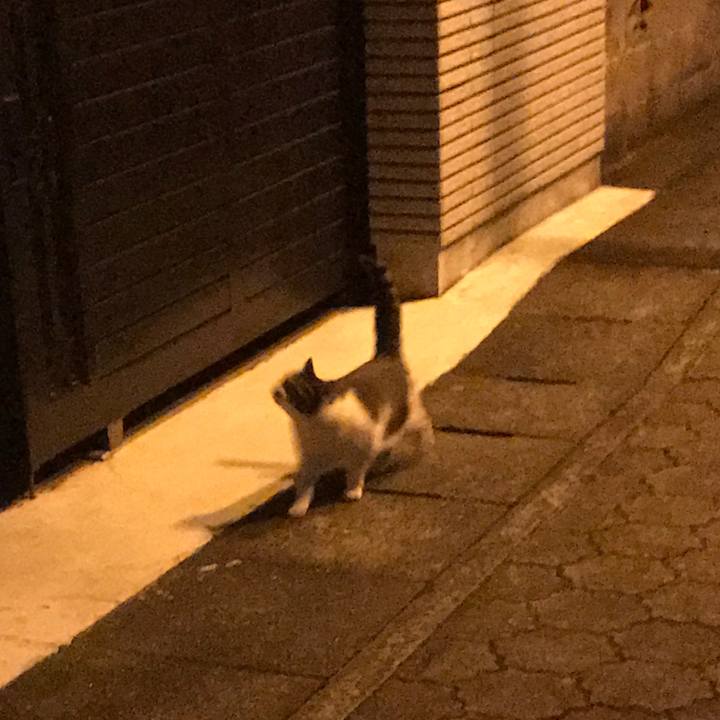 A6b4e6d6 d79c 411d b719 33c7727843c8 1553092910365