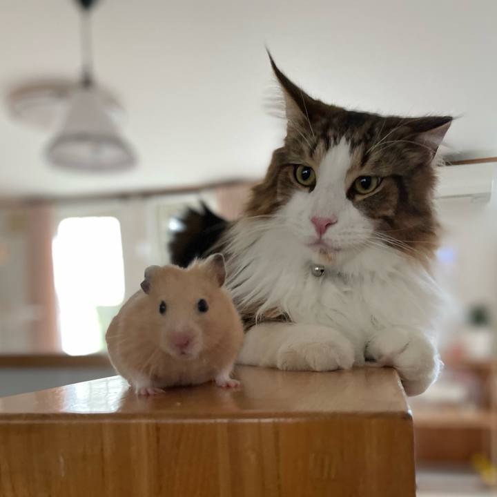 A6b68510 cba9 4e29 829f ee358c3c060a 1653600037224