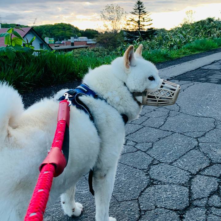 A6b6a79e 97cc 45c5 8a9a b5329224c79e 1652559964091