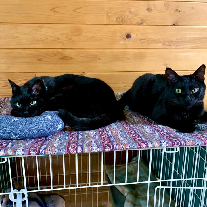 A6b85ee6 69fb 40d3 bb2c dd4cde317494 1653380566028