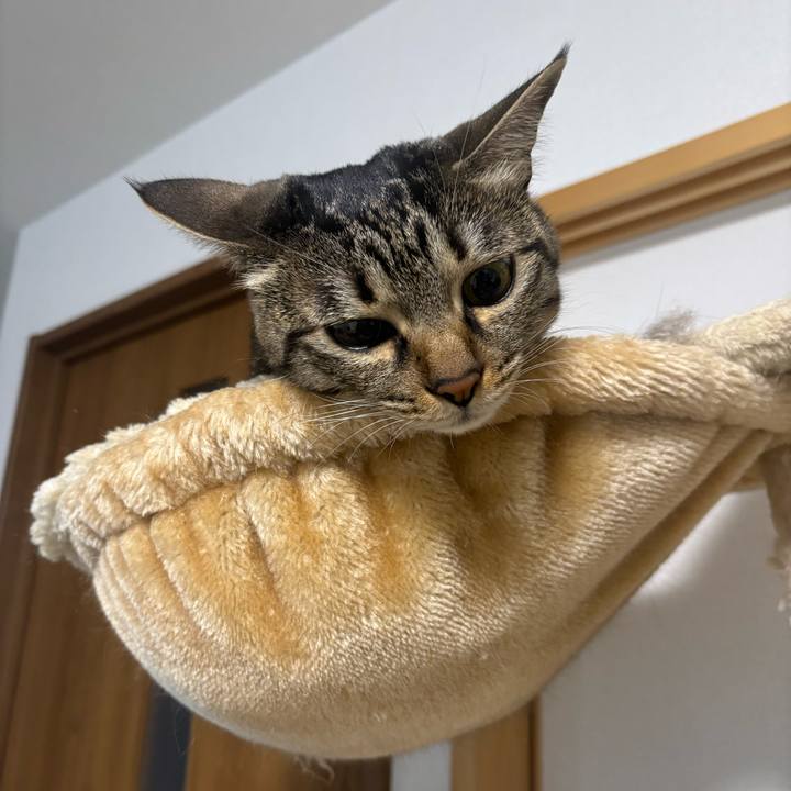 A6c026d5 a0e1 41c0 af88 8fa2c196156b 1768270199862