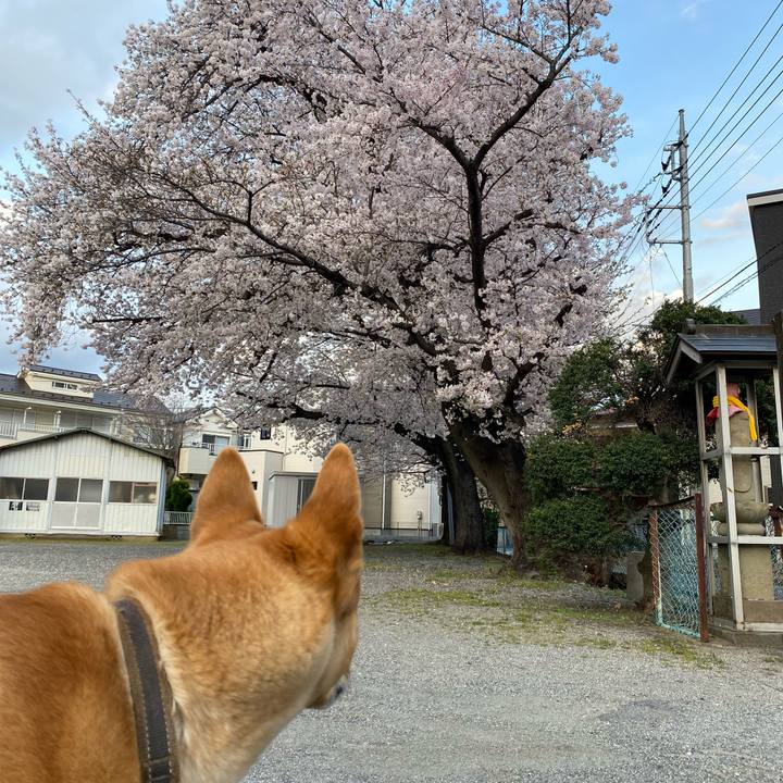 A6c0d4d9 da37 4c0a 9d50 444d1fb30548 1712484421787