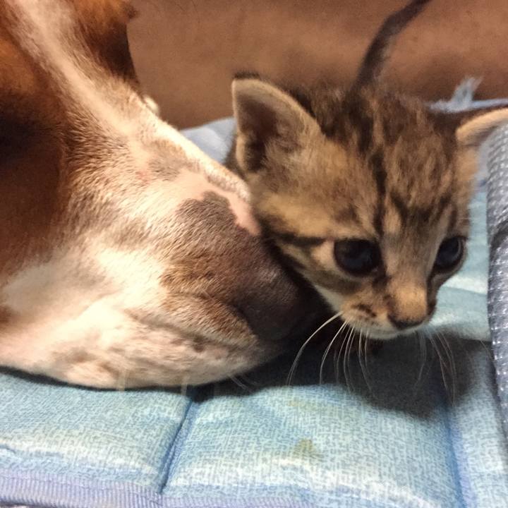 A6c2abc1 c3a7 4ade abfa 5667755ca05b 1532440018159