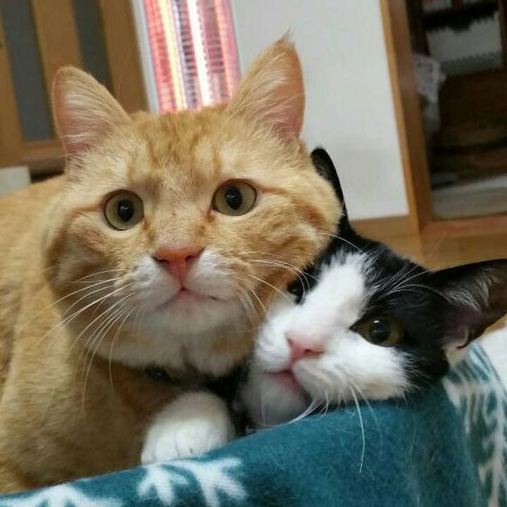 A6c4ba88 edd6 47be be6a cc0de2f5eda4 1514156438341