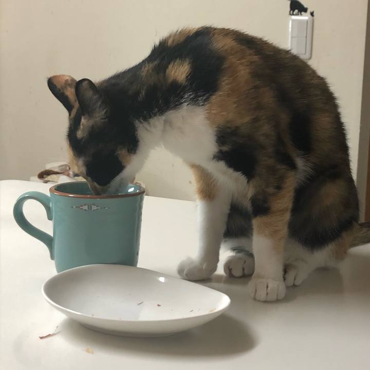 A6c4d2a0 a143 4fa2 b7e9 1c98fc194622 1571894846292