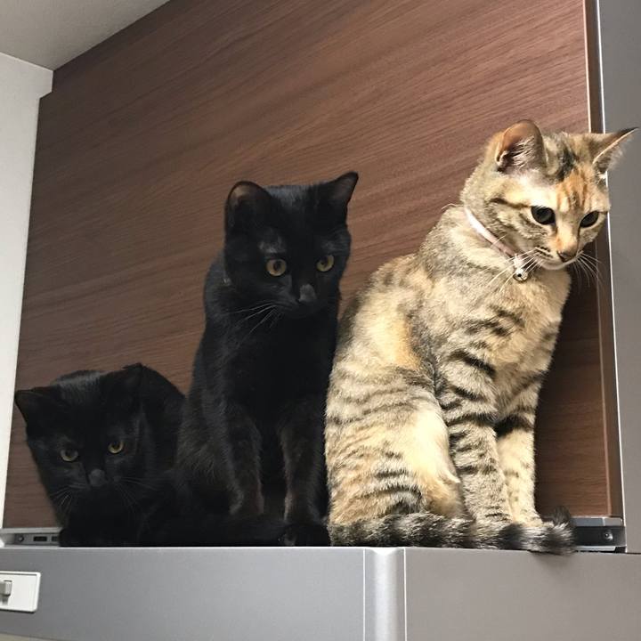 A6c70890 d051 4387 b52f 51256141b675 1553243772552