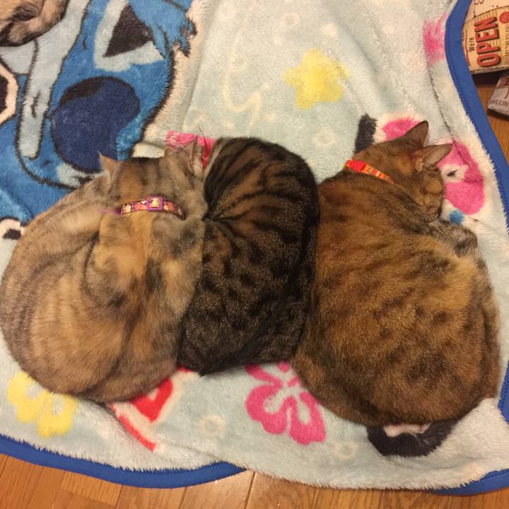 A6ca309c 0cd2 48e0 ba43 4f18eaed03bf 1552731993961