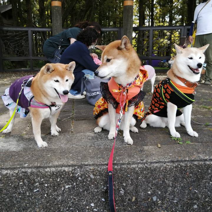 A6ca9036 13bf 4793 9eab 580e21c25c97 1666709192368