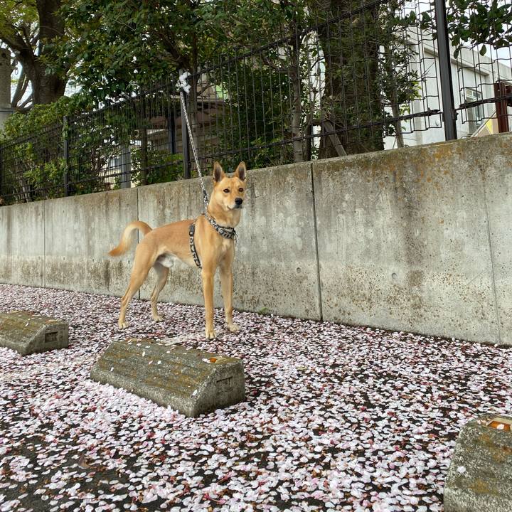 A6cd2483 33ee 4f12 9e9d 60939fdd6096 1617604486031