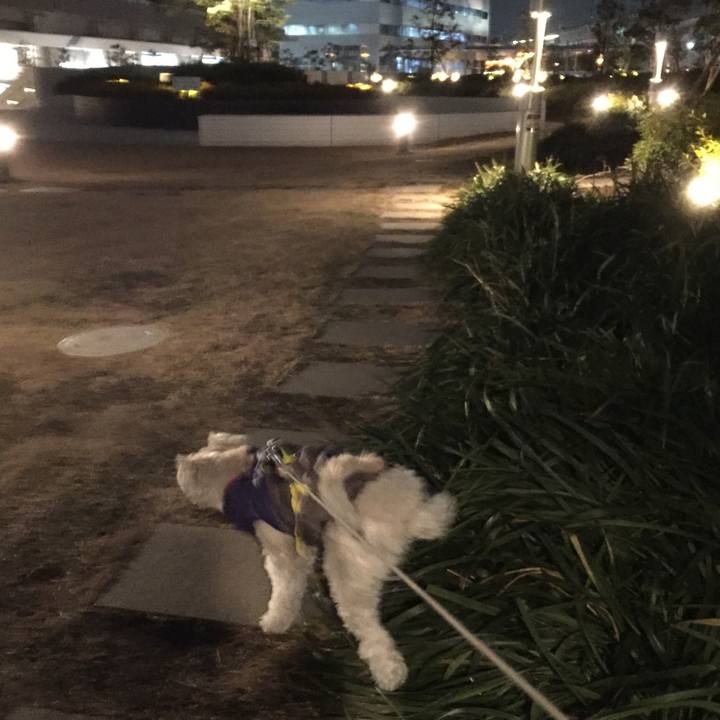 A6cf45ad 5b07 410f a746 c37eb4352d0d 1516360690146