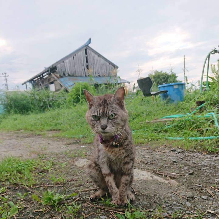 A6d1c797 eb8c 4d63 a6b4 54c273fe1caa 1597440910443